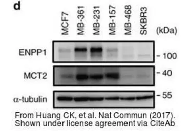 Goat Anti-Rabbit IgG antibody (HRP). GTX213110-01