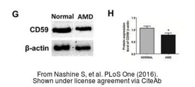 Goat Anti-Rabbit IgG antibody (HRP). GTX213110-01