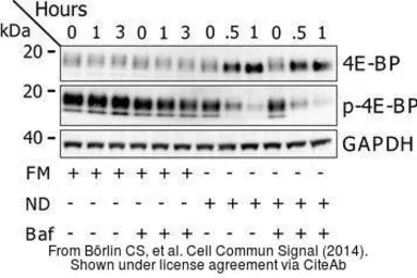 Goat Anti-Rabbit IgG antibody (HRP). GTX213110-01