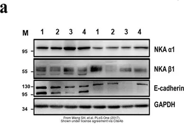 Goat Anti-Rabbit IgG antibody (HRP). GTX213110-01