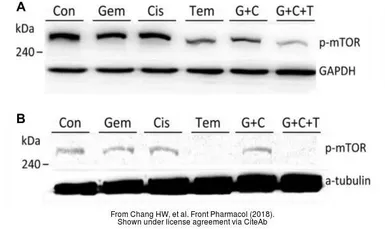 Goat Anti-Rabbit IgG antibody (HRP). GTX213110-01