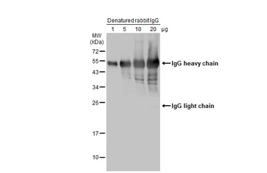 Goat Anti-Rabbit IgG antibody (HRP). GTX213110-01