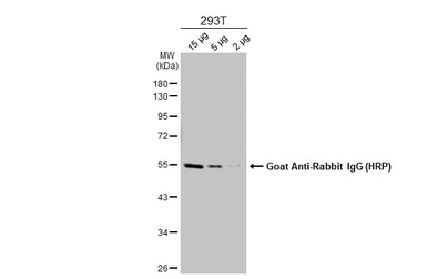 Goat Anti-Rabbit IgG antibody (HRP). GTX213110-01