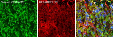 Goat Anti-Rabbit IgG antibody (DyLight488). GTX213110-04