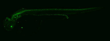 Goat Anti-Rabbit IgG antibody (DyLight488). GTX213110-04