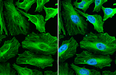 Goat Anti-Rabbit IgG antibody (DyLight488). GTX213110-04