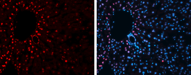 Goat Anti-Rabbit IgG antibody (DyLight594). GTX213110-05