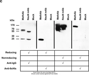 Goat Anti-Mouse IgG antibody (HRP). GTX213111-01