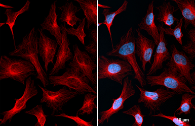 Goat Anti-Mouse IgG antibody (DyLight594). GTX213111-05