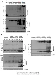 Anti-alpha Synuclein antibody [4B12] used in Western Blot (WB). GTX21904