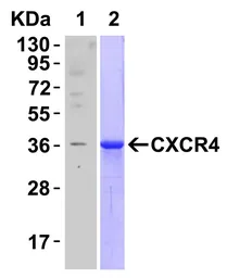 Anti-CXCR4 antibody used in Western Blot (WB). GTX22074