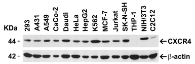 Anti-CXCR4 antibody used in Western Blot (WB). GTX22074