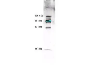 Anti-Myeloperoxidase antibody used in Western Blot (WB). GTX22088
