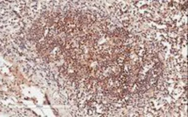 Anti-GRB2 antibody used in IHC (Paraffin sections) (IHC-P). GTX22234