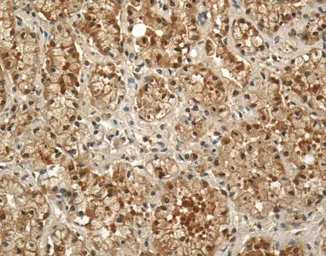 Anti-Prolactin Receptor antibody [U5] used in IHC (Paraffin sections) (IHC-P). GTX22772