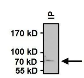 Anti-Hsp70 antibody [5A5] used in Immunoprecipitation (IP). GTX22787