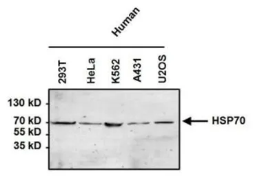 Anti-Hsp70 antibody [5A5] used in Western Blot (WB). GTX22787