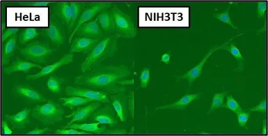 Anti-Hsp70 antibody [5A5] used in Immunocytochemistry/ Immunofluorescence (ICC/IF). GTX22787