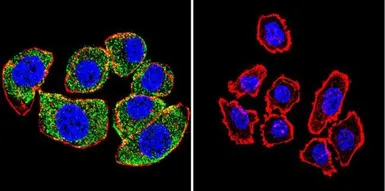 Anti-Hsp70 antibody [5A5] used in Immunocytochemistry/ Immunofluorescence (ICC/IF). GTX22787