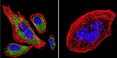 Anti-SERCA2 ATPase antibody [IID8] used in Immunocytochemistry/ Immunofluorescence (ICC/IF). GTX22817