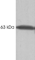 Anti-Calsequestrin antibody [VIIID12] used in Western Blot (WB). GTX22824