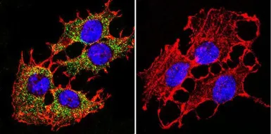 Anti-PMCA ATPase antibody [5F10] used in Immunocytochemistry/ Immunofluorescence (ICC/IF). GTX22825