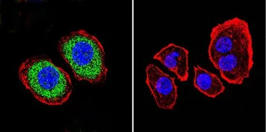 Anti-PMCA ATPase antibody [5F10] used in Immunocytochemistry/ Immunofluorescence (ICC/IF). GTX22825