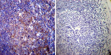 Anti-Sodium/Potassium ATPase alpha 3 antibody [XVIF9-G10] used in IHC (Paraffin sections) (IHC-P). GTX22826