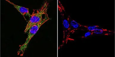 Anti-Sodium/Potassium ATPase alpha 3 antibody [XVIF9-G10] used in Immunocytochemistry/ Immunofluorescence (ICC/IF). GTX22826