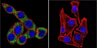 Anti-Sodium/Potassium ATPase alpha 3 antibody [XVIF9-G10] used in Immunocytochemistry/ Immunofluorescence (ICC/IF). GTX22826