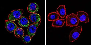 Anti-Sodium/Potassium ATPase alpha 3 antibody [XVIF9-G10] used in Immunocytochemistry/ Immunofluorescence (ICC/IF). GTX22826