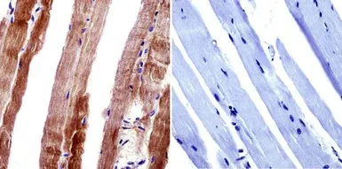 Anti-CACNA2D1 antibody [20A] used in IHC (Paraffin sections) (IHC-P). GTX22864