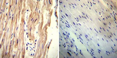 Anti-NCX1 antibody [C2C12] used in IHC (Paraffin sections) (IHC-P). GTX22869