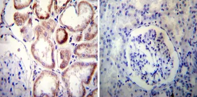 Anti-NCX1 antibody [C2C12] used in IHC (Paraffin sections) (IHC-P). GTX22869