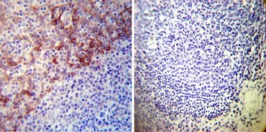 Anti-Sodium/Potassium ATPase alpha 1 antibody [M8-P1-A3] used in IHC (Paraffin sections) (IHC-P). GTX22872