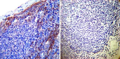 Anti-Sodium/Potassium ATPase beta 1 antibody [M17-P5-F11] used in IHC (Paraffin sections) (IHC-P). GTX22873