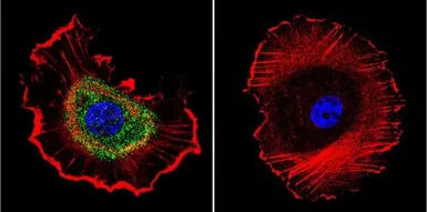 Anti-Sodium/Potassium ATPase beta 1 antibody [M17-P5-F11] used in Immunocytochemistry/ Immunofluorescence (ICC/IF). GTX22873