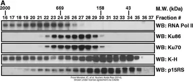 Anti-Ku70 + Ku80 antibody [162] used in Western Blot (WB). GTX23108