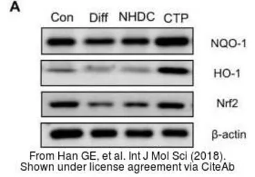 Donkey Anti-Goat IgG antibody (HRP). GTX232040-01