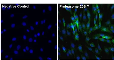 Anti-PSMB6 antibody used in Immunocytochemistry/ Immunofluorescence (ICC/IF). GTX23331