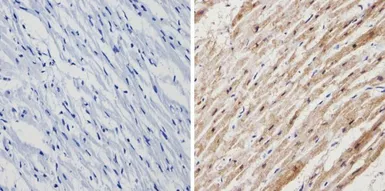 Anti-Calsequestrin antibody used in IHC (Paraffin sections) (IHC-P). GTX23516