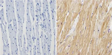 Anti-Calsequestrin antibody used in IHC (Paraffin sections) (IHC-P). GTX23516