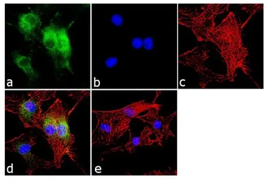 Anti-CRY1 antibody used in Immunocytochemistry/ Immunofluorescence (ICC/IF). GTX23518