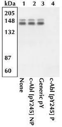Anti-c-Abl (phospho Tyr245) antibody used in Western Blot (WB). GTX24479