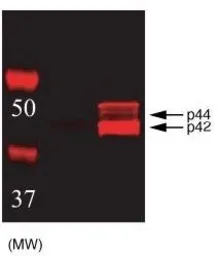 Anti-ERK1 (phospho Thr202/Tyr204) + ERK2 (phospho Thr185/Tyr187) antibody used in Western Blot (WB). GTX24819