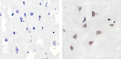Anti-p38 MAPK (phospho Thr180/Tyr182) antibody used in IHC (Paraffin sections) (IHC-P). GTX24822