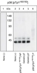 Anti-p38 MAPK (phospho Thr180/Tyr182) antibody used in Western Blot (WB). GTX24822