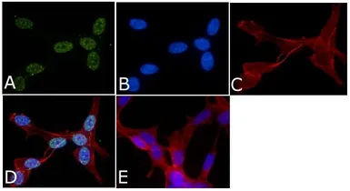 Anti-p38 MAPK (phospho Thr180/Tyr182) antibody used in Immunocytochemistry/ Immunofluorescence (ICC/IF). GTX24822