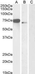 Anti-FOXC1 antibody, C-term used in Western Blot (WB). GTX25079
