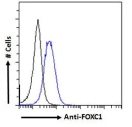 Anti-FOXC1 antibody, C-term used in Flow cytometry (FCM). GTX25079